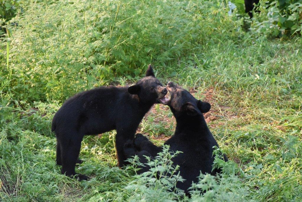 Bear Play