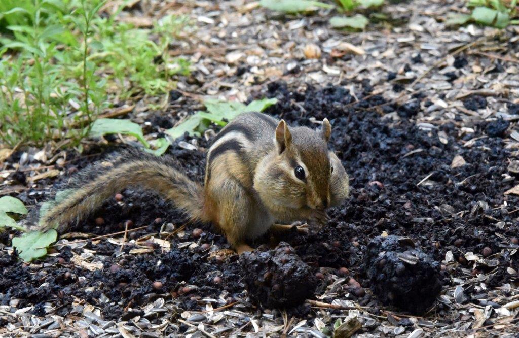 Chipmunk cherry scat