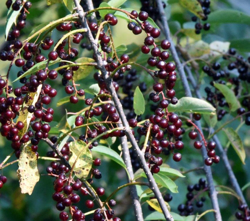 Chokecherries