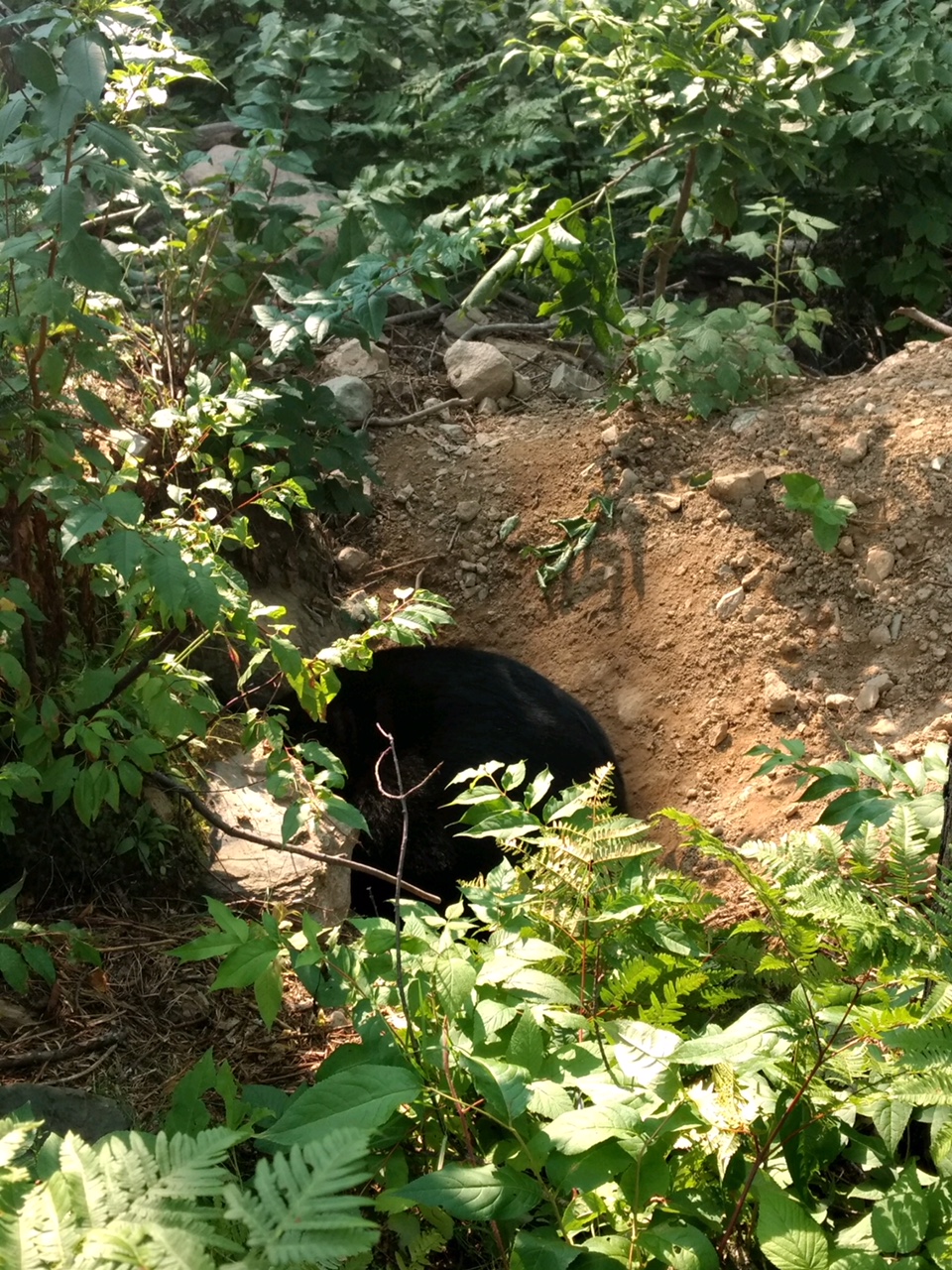 Holly in dug den