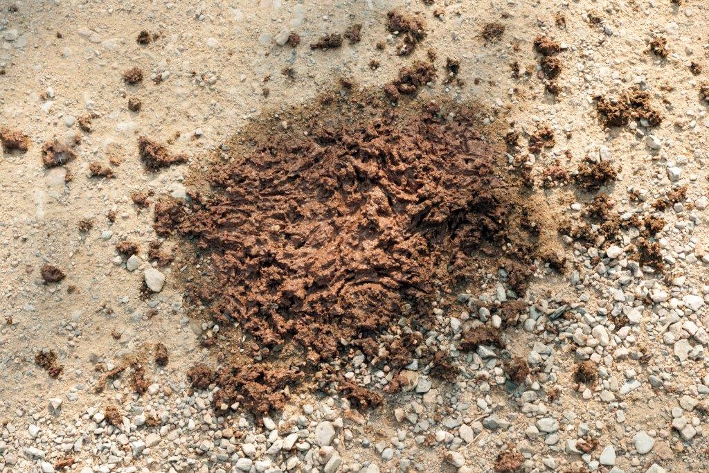 Scat gleaned by crows
