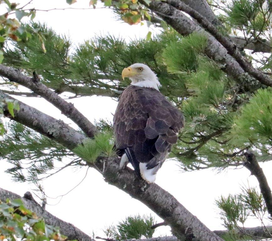 Eagle in nest tree by D. Bradley