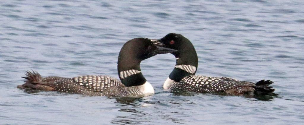 Loons making a heart - D. Bradley