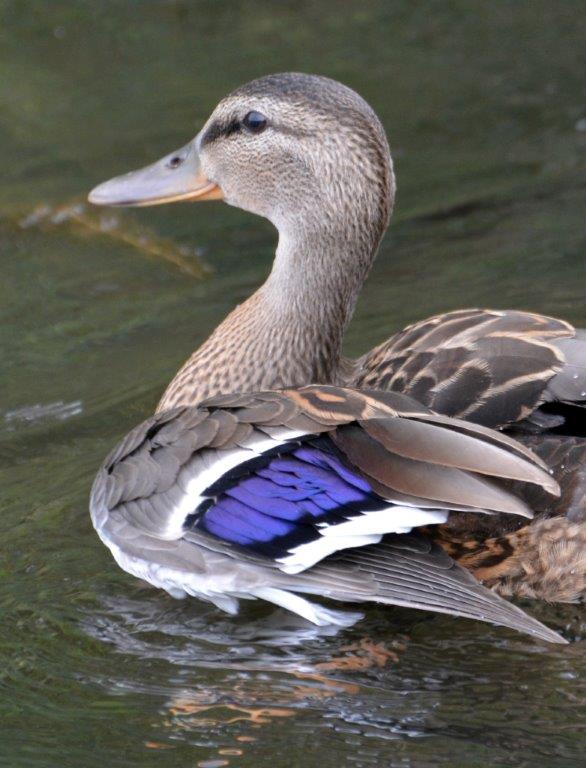 Mallard Speculum by L. Pottinger