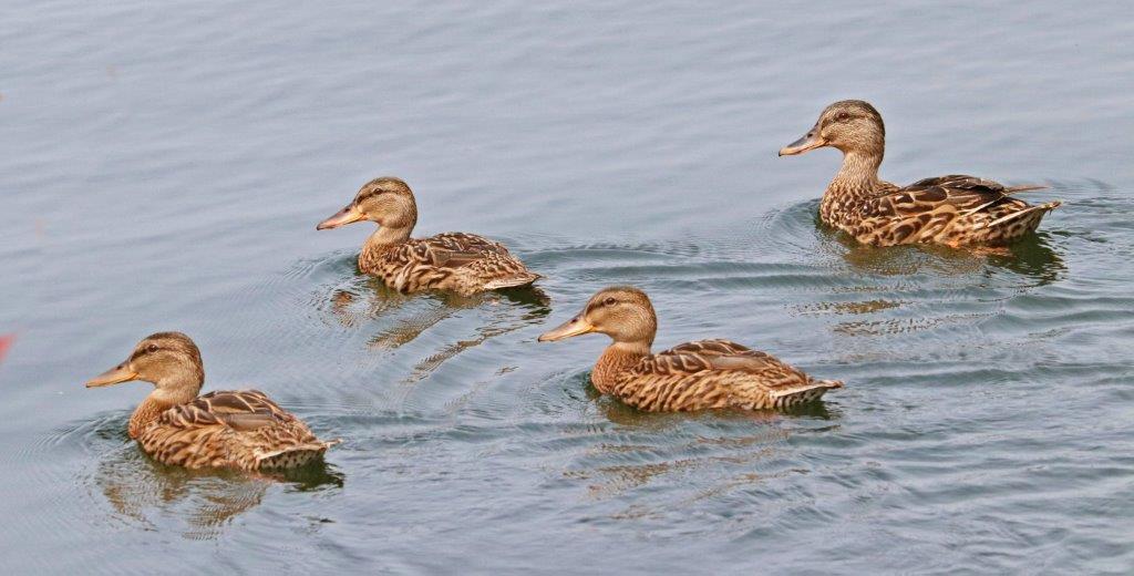 Mallard family by D. Bradley