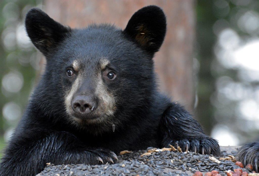 RC's cub by Linda Pottinger