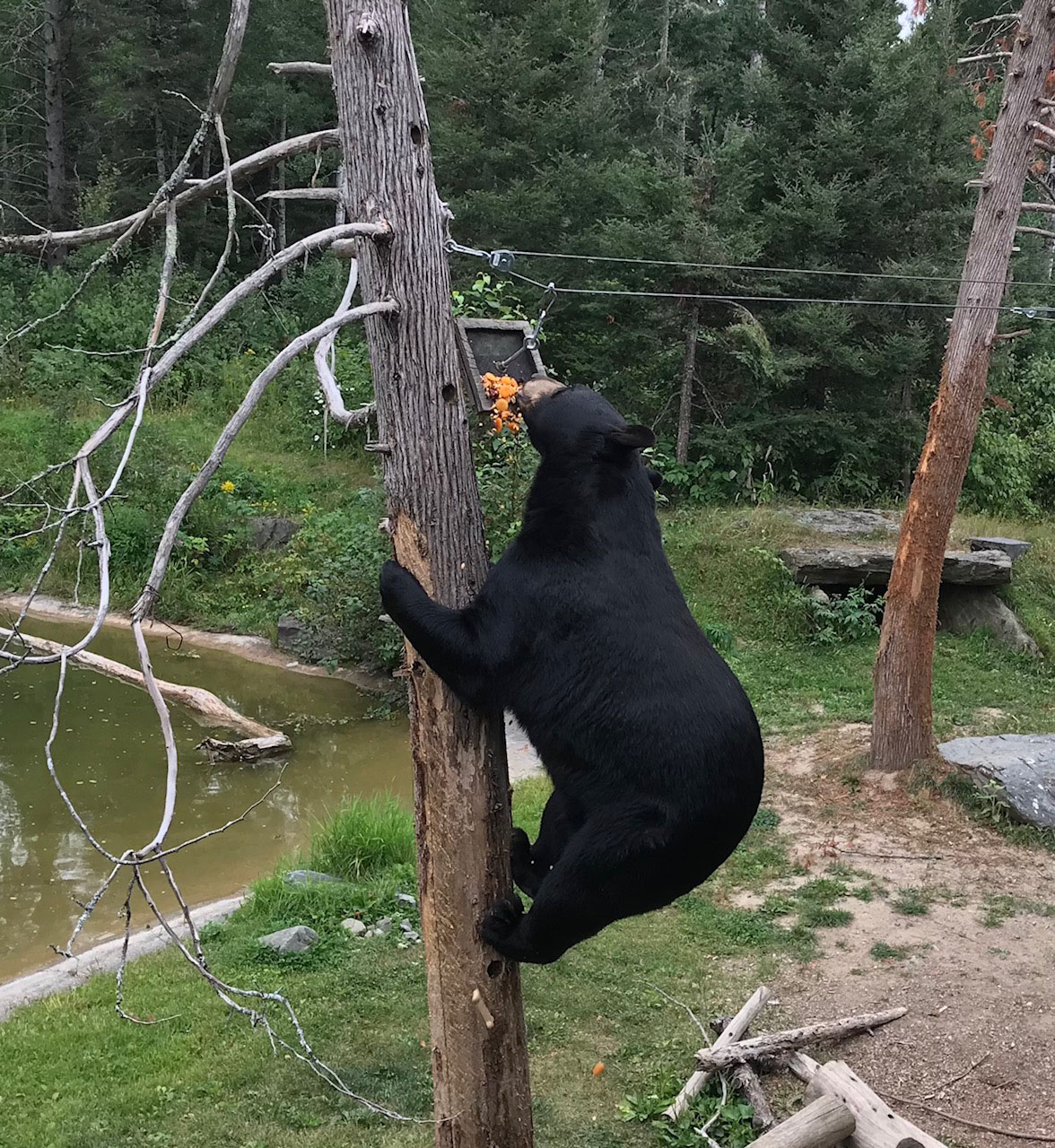Lucky climbing Pat tree