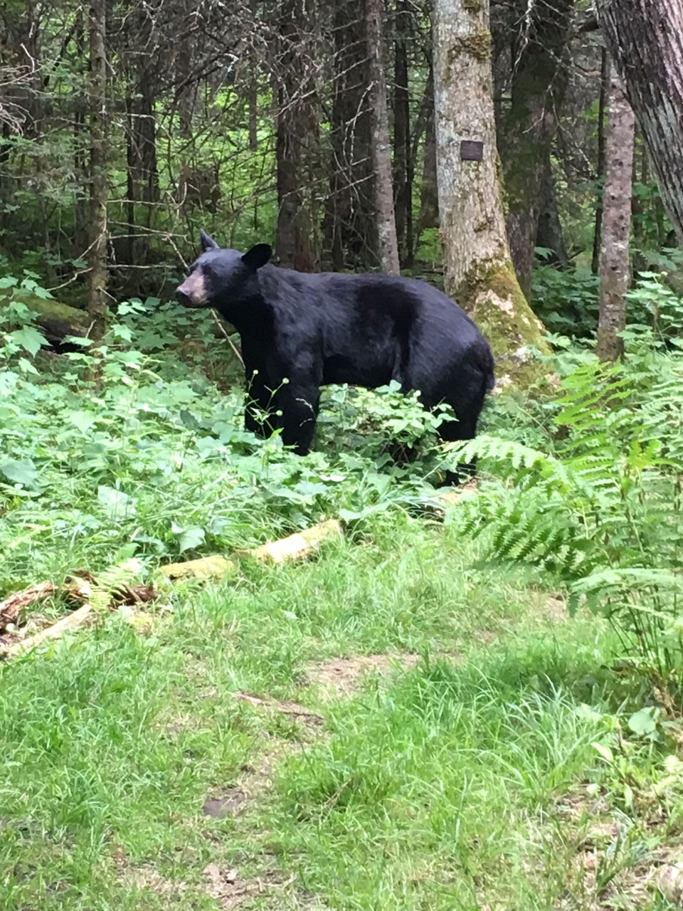 Wild bear at NABC