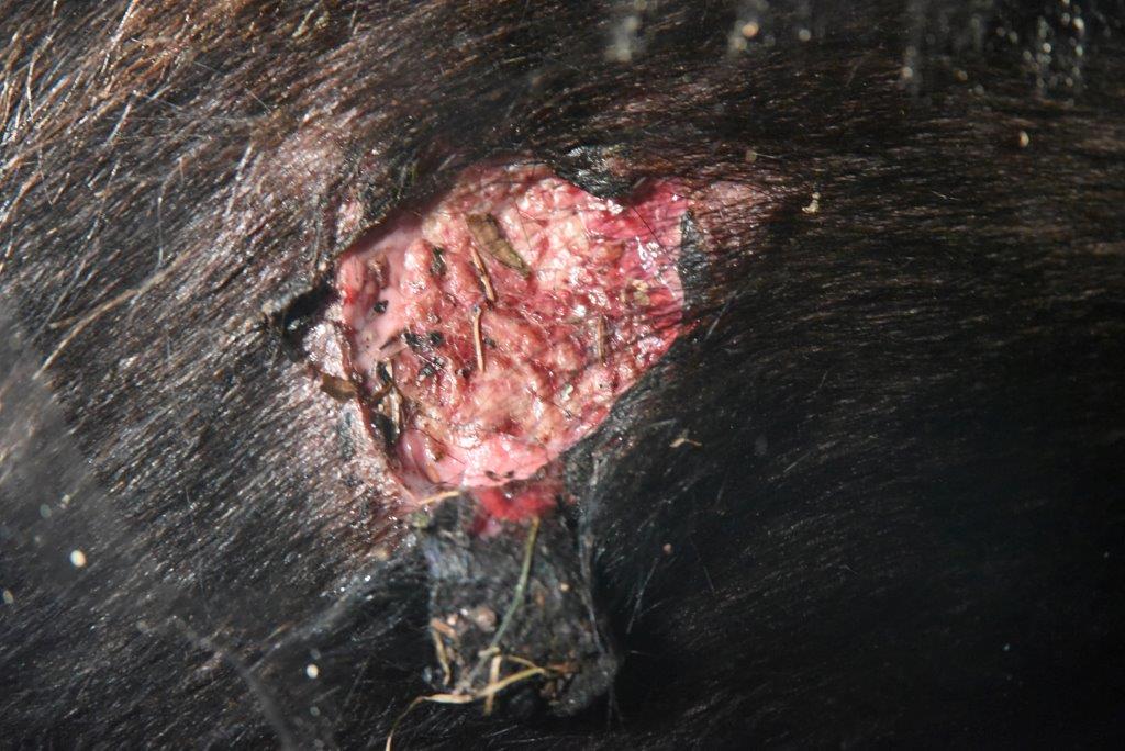Spanky's wound