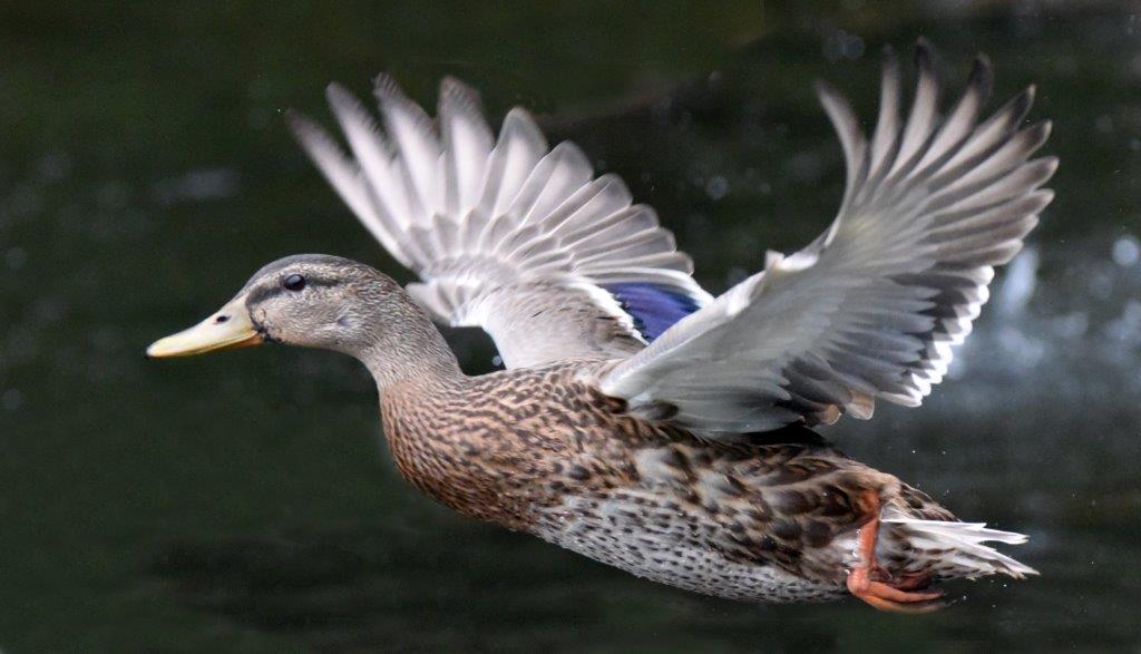 Mallard male