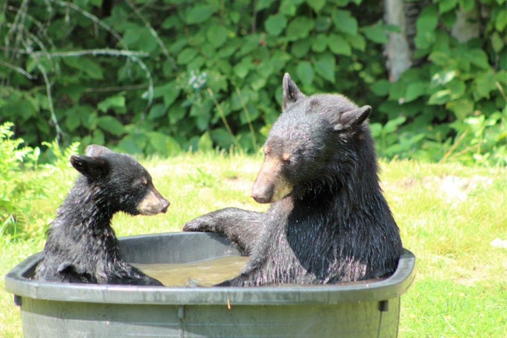 2016 Fern and cubs