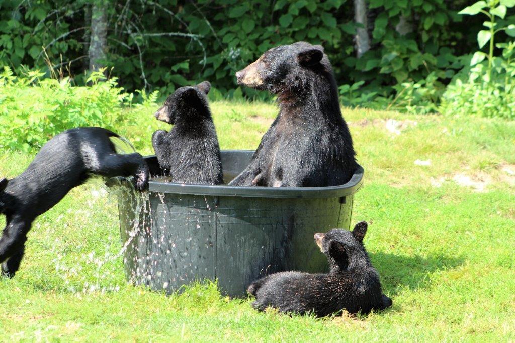 2016 Fern and cubs