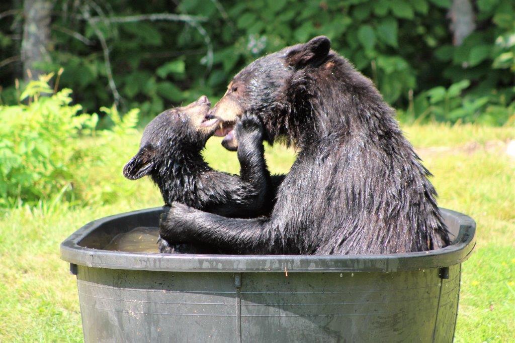 2016 Fern and cubs