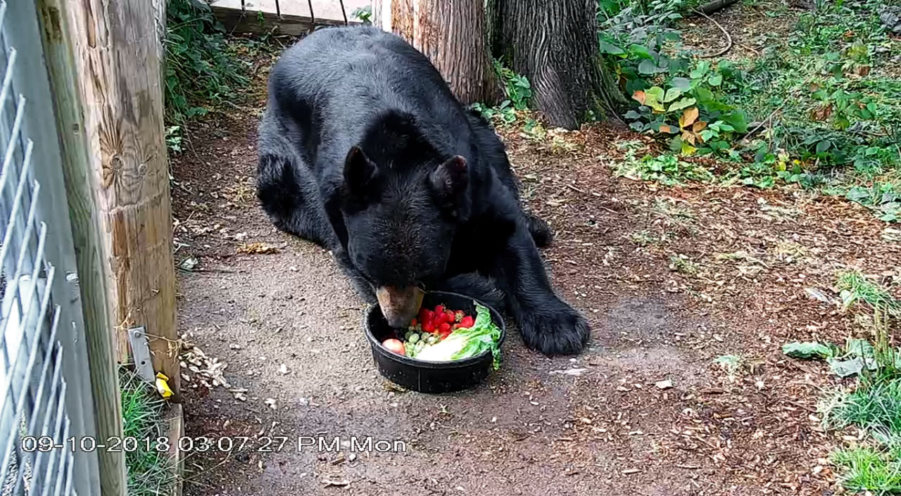 Ted