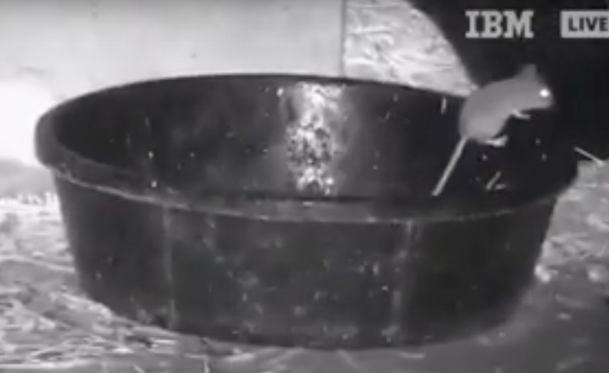 Mouse on Ted's bowl