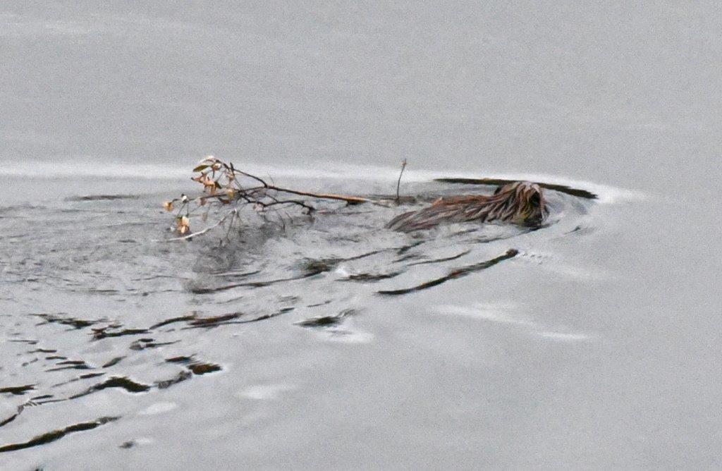 Beaver with willow