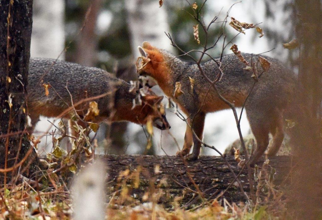Foxes grooming