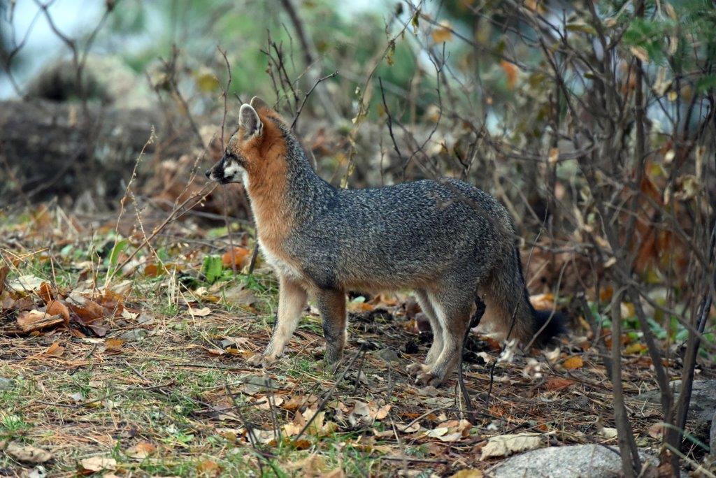 Gray fox male