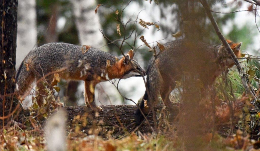 Gray fox sniffing