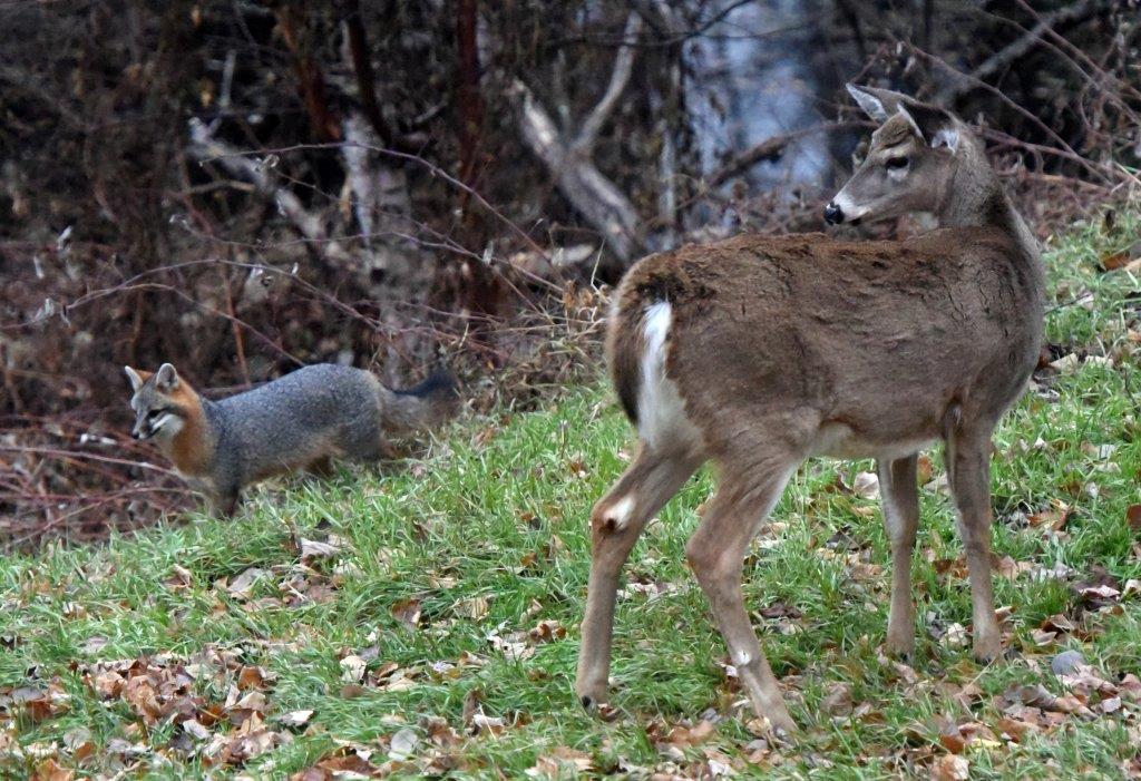 Fox and deer