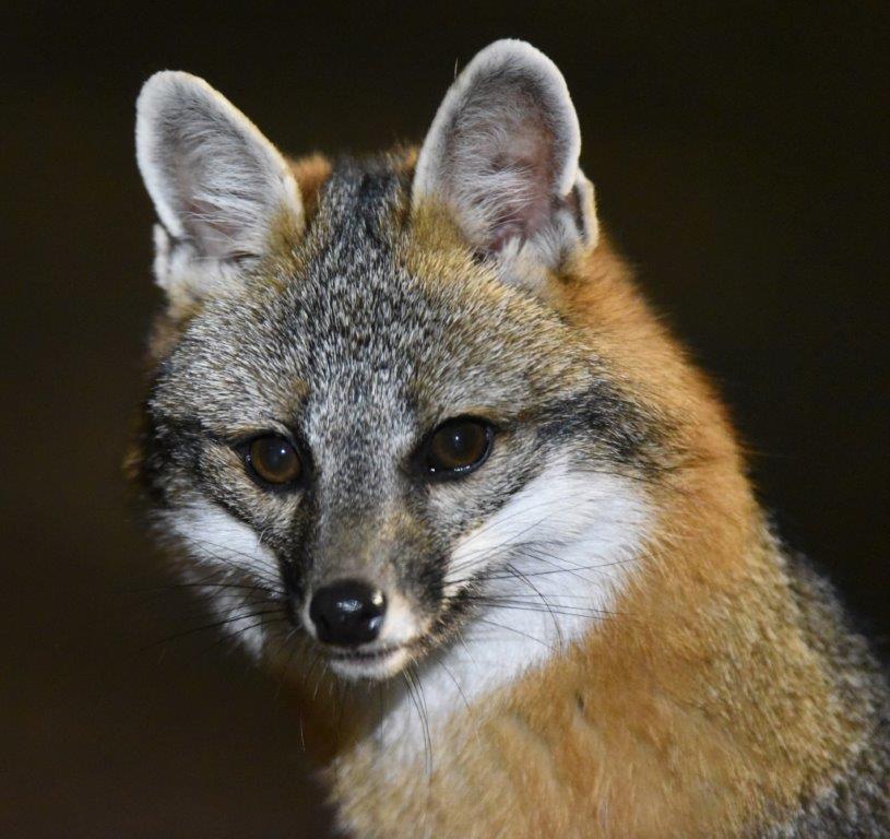 Gray fox