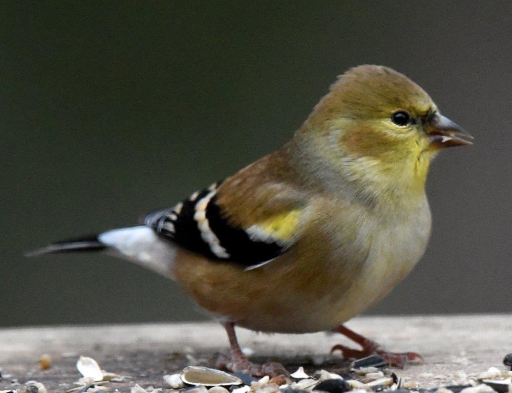 American goldfinch