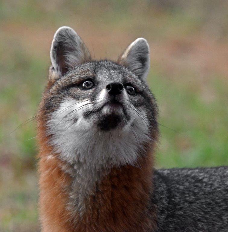 Gray fox 11-3