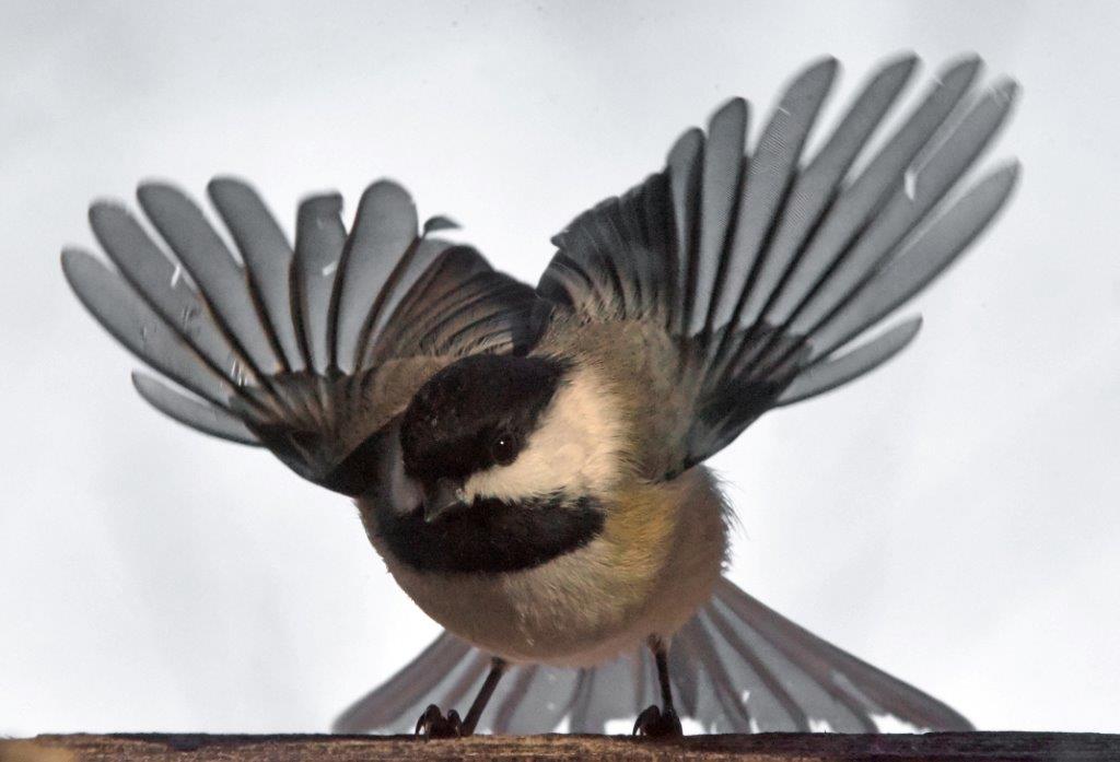 Chickadee