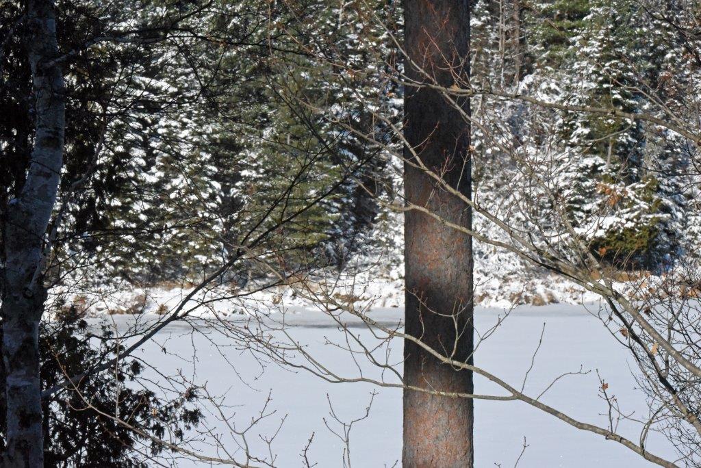 Snowy frozen woods lake