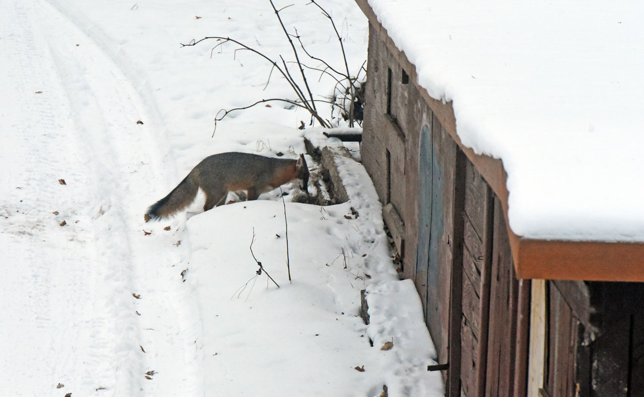 Fox hole under garage