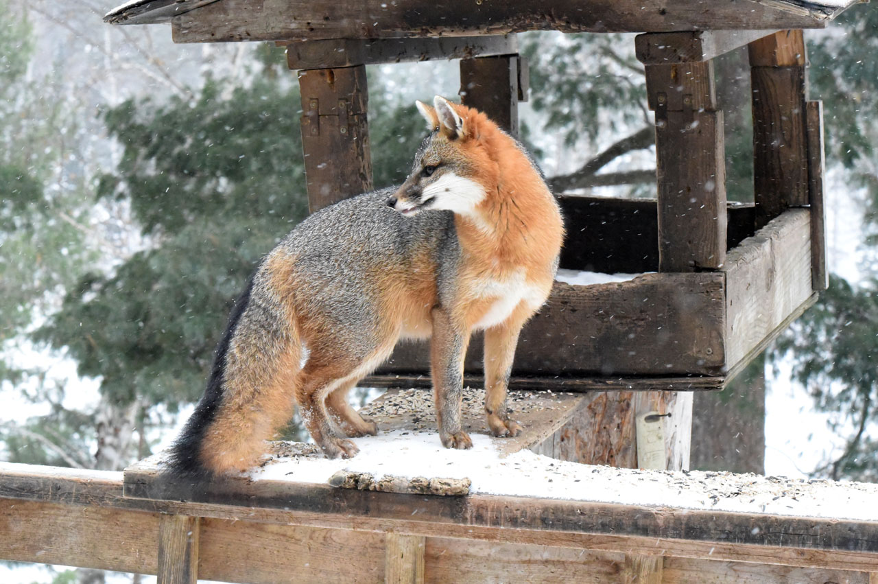 Gray fox on railing