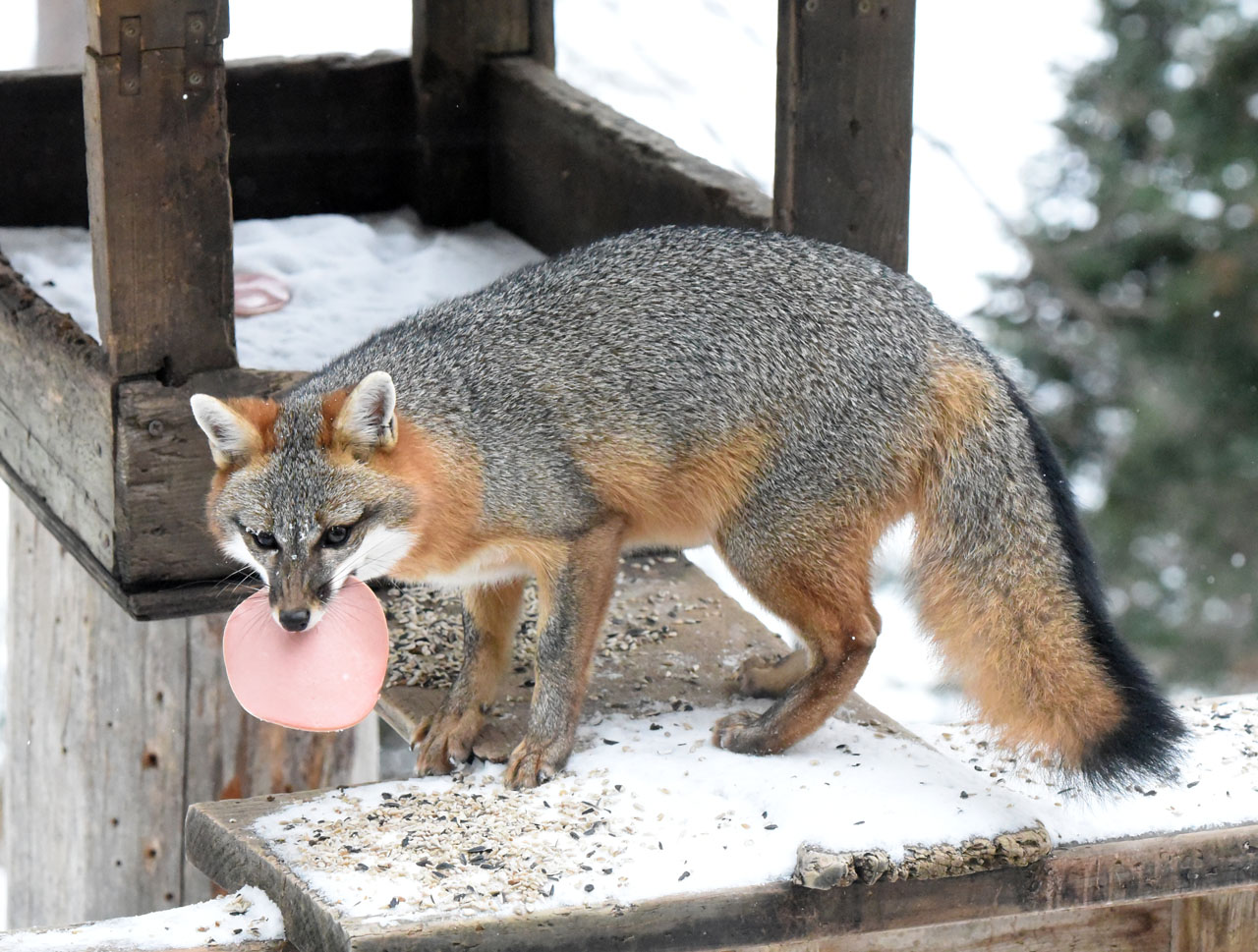 Gray fox with bologna