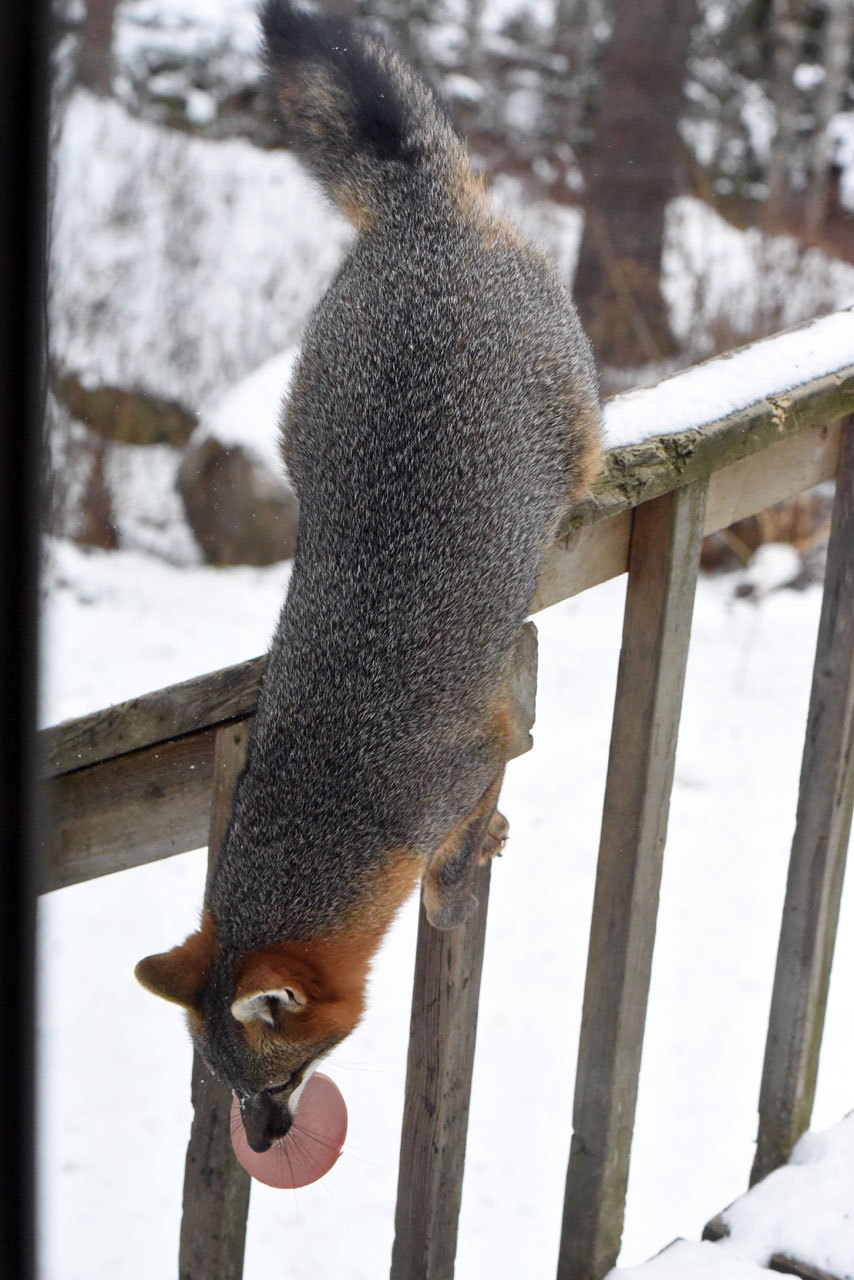 Gray fox jumping