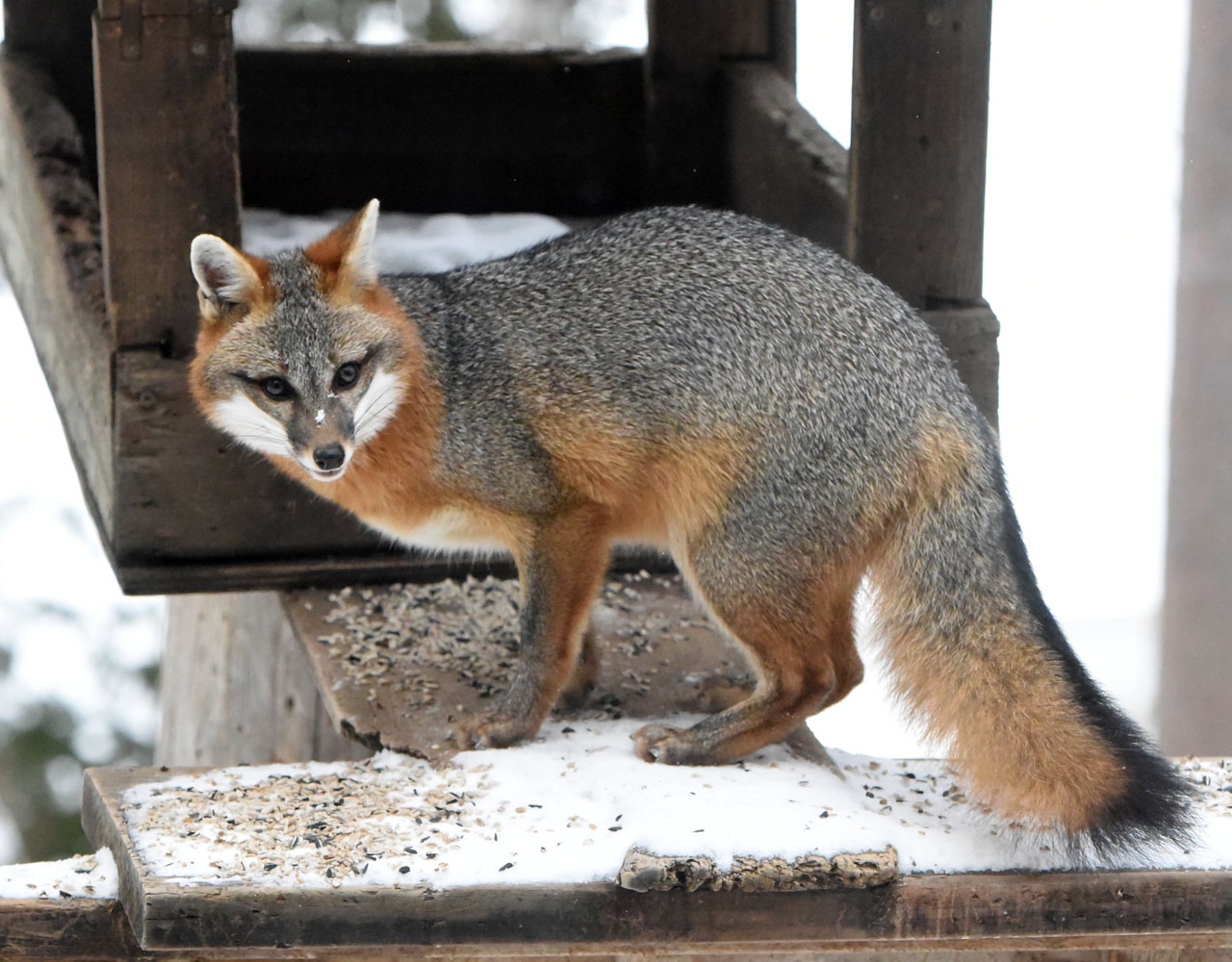 20181112 Gray fox railing2