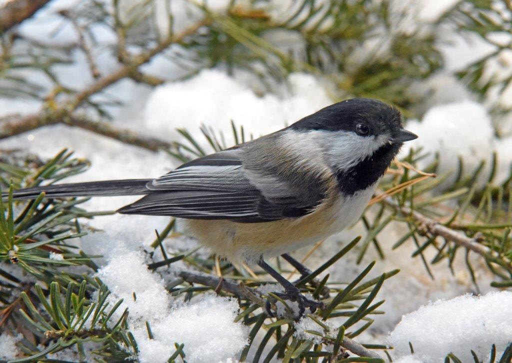 Black-capped chickadee