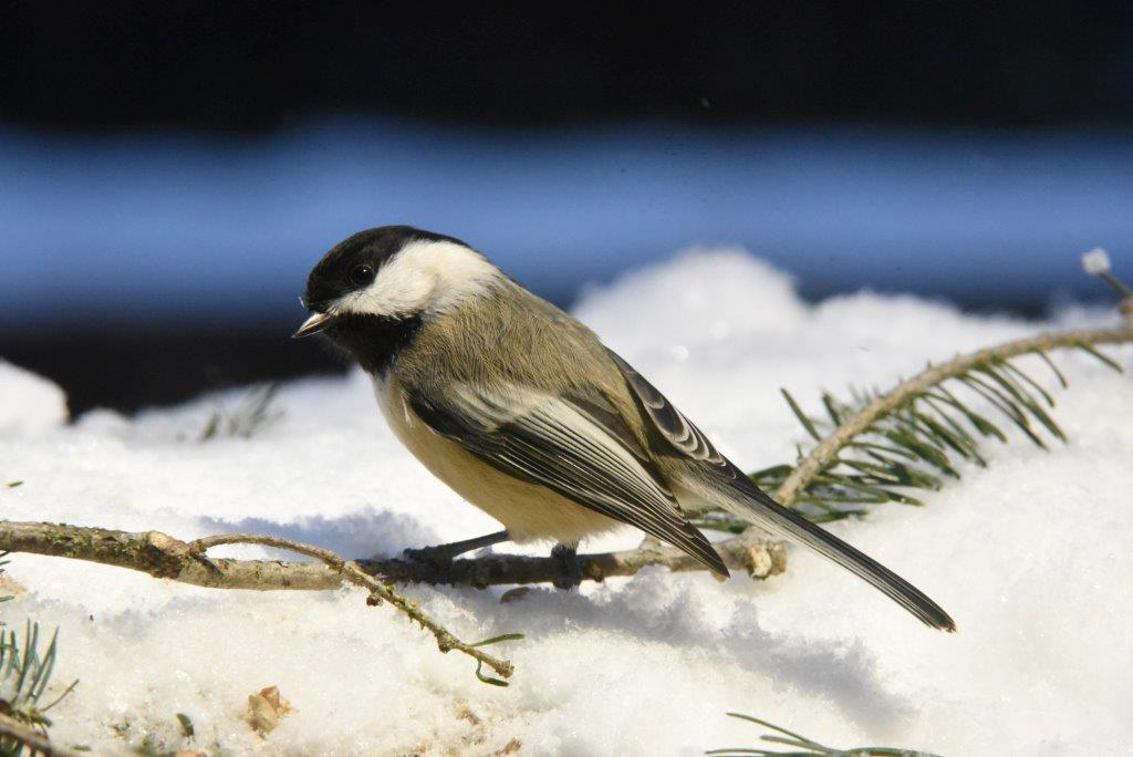 Chickadee
