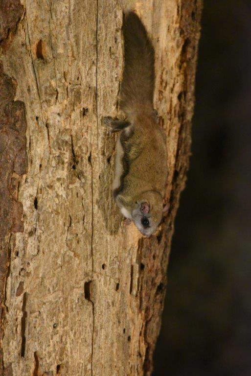 Flying squirrel on tree