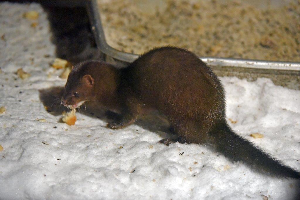 Mink female