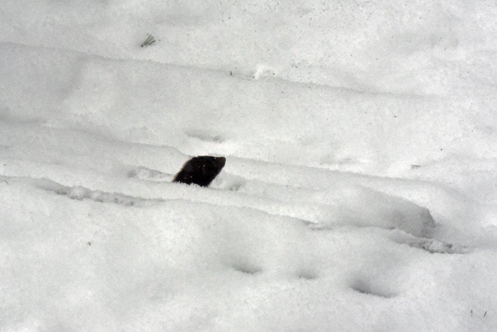 Mink in snow