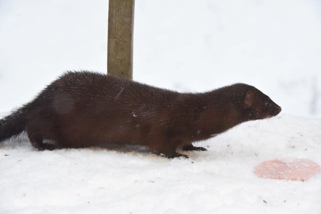 Mink male