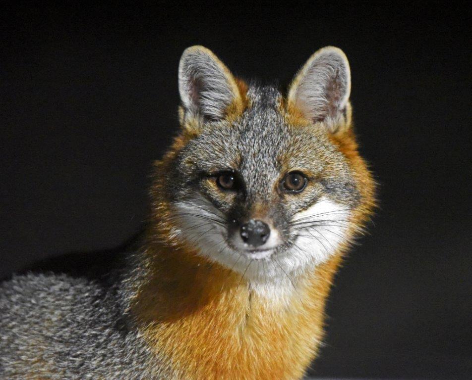 Gray fox face