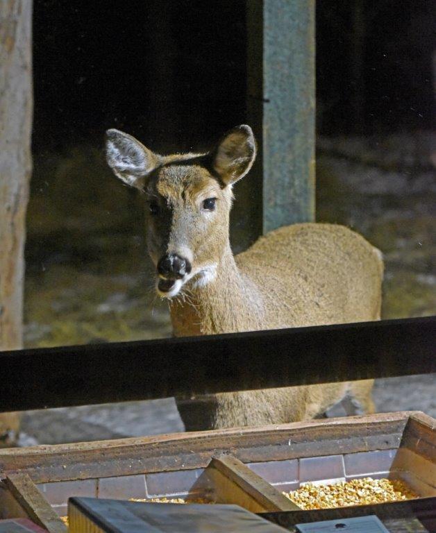 Deer at corn feeder