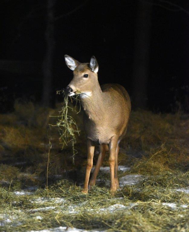 Deer with alfalfa