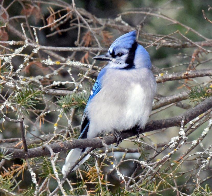 Blue jay