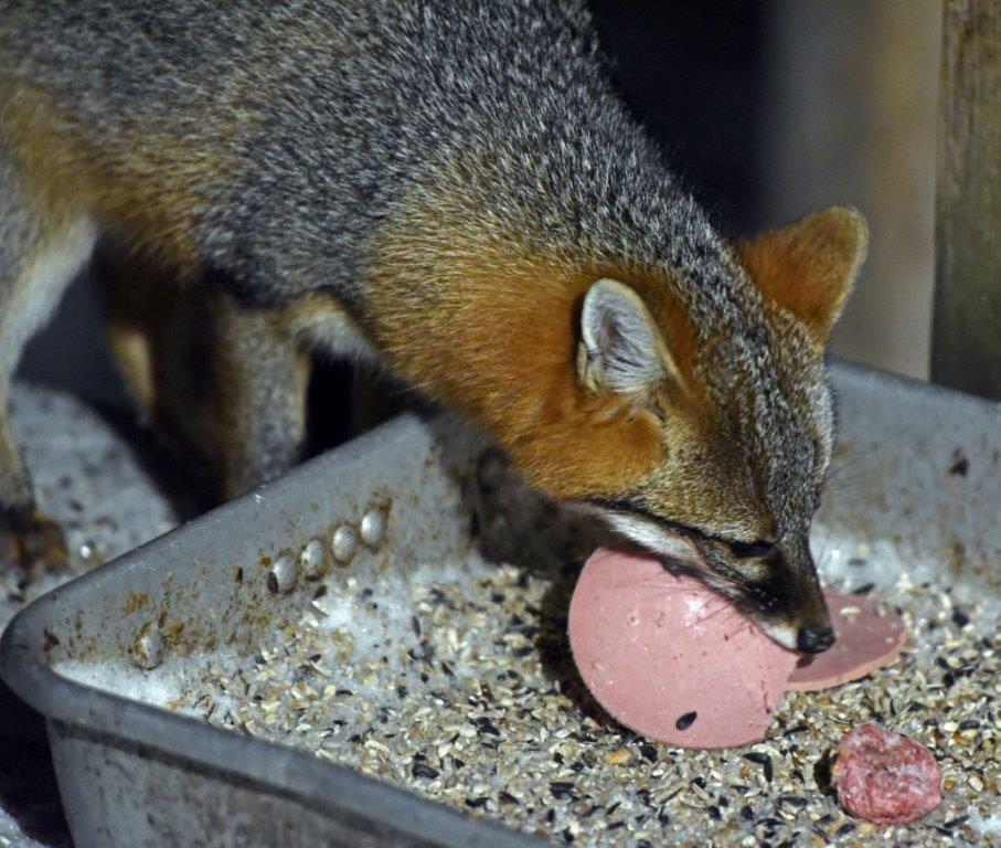 Fox slicing bologna