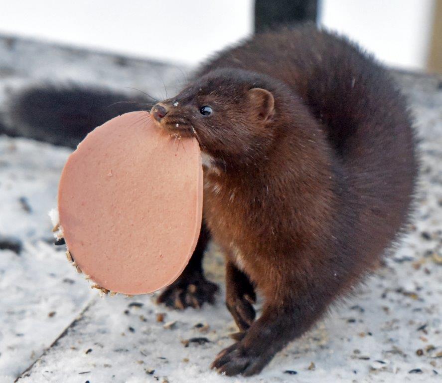 Female mink