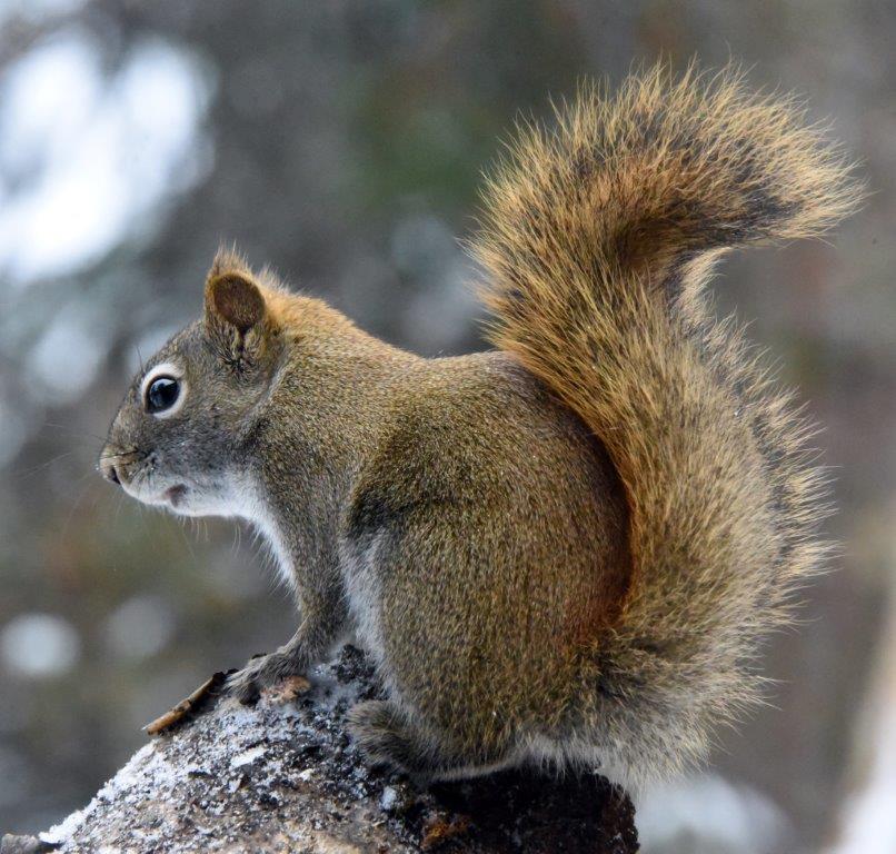 Red squirrel