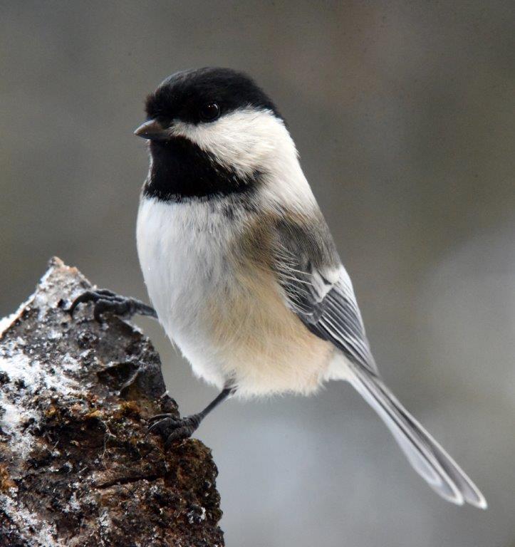 Chickadee