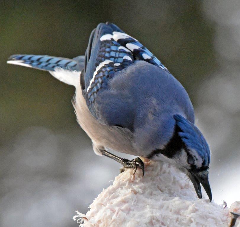 Blue jay