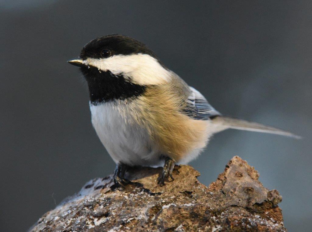 Chickadee